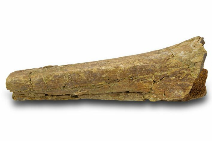 Fossil Dinosaur Appendage Bone Section - Wyoming #381192